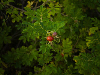 Rose hip berry with green leafs 