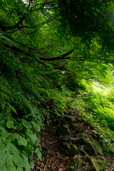 八郎坂登山道の夏風景