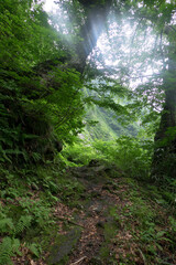 霧に包まれた八郎坂登山道の夏風景