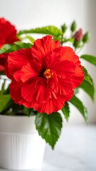 Vibrant red hibiscus in a white pot
