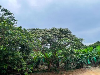 Blooming Tree with Banana Plantation in the Background on a Sunny Day