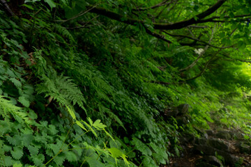 八郎坂登山道の夏風景