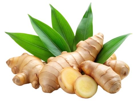 Group of Ginger Roots with Leaves and Slices on White Background spice food isolated on a transparent background