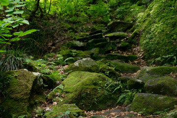 八郎坂登山道の夏風景　苔