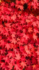 Vibrant red maple leaves in autumn