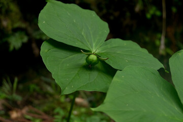 登山道のエンレイソウ