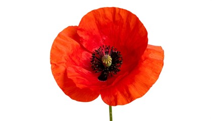 Fototapeta premium Vibrant red poppy, close-up