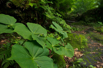 登山道のエンレイソウ