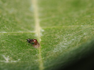 Fototapeta premium Crematogaster scutellaris es una hormiga rojinegra con abdomen en forma de corazón, que anida en árboles y libera feromonas defensivas al ser perturbada.