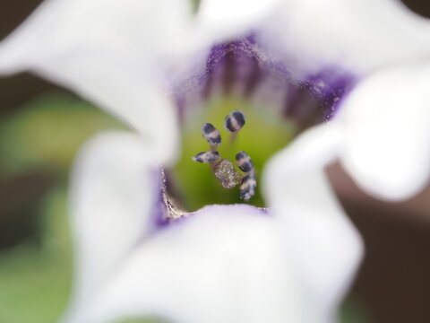 Datura stramonium es una planta anual con flores grandes en forma de trompeta y frutos espinosos; contiene alcaloides t&oacute;xicos que afectan el sistema nervioso.