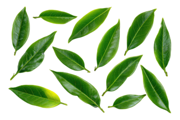 A close-up view of many fresh, vibrant green leaves arranged in a loose, overlapping pattern against a black background.  The leaves exhibit a slightly glossy texture and varying shades of green.  