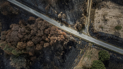 Burnt landscape after wildfires