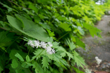 八郎坂登山道の夏風景