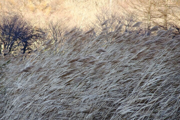 ヨシ（Phragmites australis）が強風になびく風景【グラフィック素材・イメージ】榛名山・11月