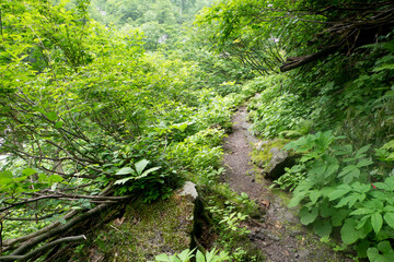 八郎坂登山道の夏風景