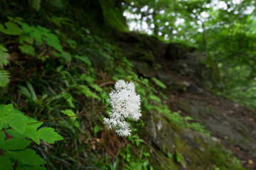 八郎坂登山道の夏風景