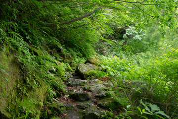 八郎坂登山道の夏風景