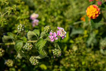 Close-Up of Vibrant Wildflowers and Greenery in Natural Setting