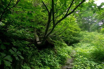 八郎坂登山道の夏風景