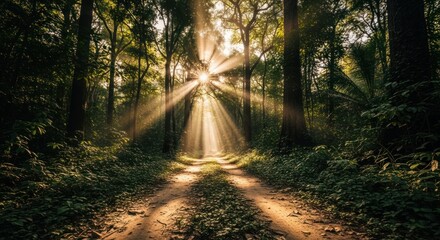 Obraz premium Sunburst Through Forest Canopy Illuminating Sandy Path with Lush Green Undergrowth