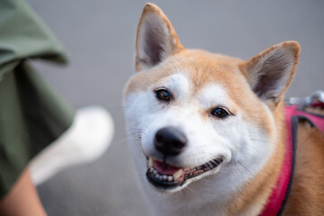 Shiba Inu dog with a joyful expression, enjoying a playful moment outdoors, surrounded by nature, showcasing vibrant fur and a healthy demeanor during a cheerful walk