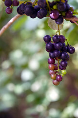grapes