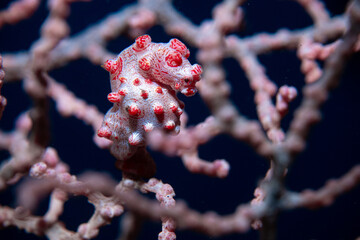 Pygmy Seahorse Hippocampus bargibanti © Wildiaries