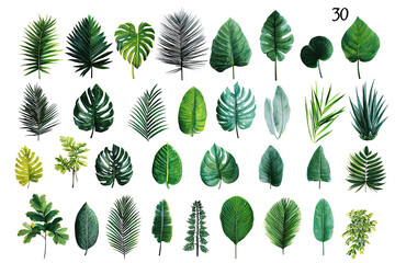 Fototapeta premium A collection of various tropical leaves in vibrant greens, dark greens, and muted tones