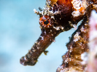 Common Seahorse Hippocampus kuda eye closeup