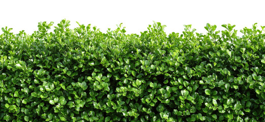 Dense hedge of vibrant green foliage