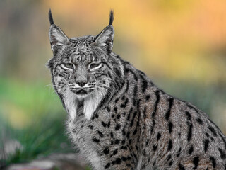 Linx: Wild Gaze Amid Golden Leaves