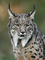 The Silent Guardian of the Forest