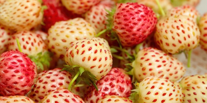 Close-up view of ripe pineberries, a special kind of strawberry with red seeds.