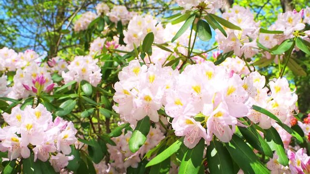 White pink rhododendron flowers in summer, beautiful garden shrub in Wintergreen resort, Virginia ski town closeup with shallow depth of field