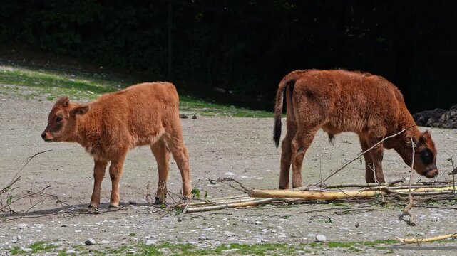 Baby Aurochs, Heck cattle, Bos primigenius taurus, claimed to resemble the extinct aurochs. Domestic highland cattle