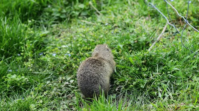 Ground squirrel on grass. Small rodent foraging and moving in natural habitat. Wildlife nature, animal behavior, and outdoor scene captured in high resolution. Ground squirrel in their natural habitat