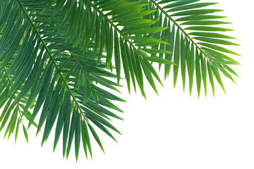 Close-up of vibrant green palm fronds