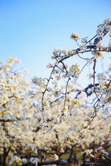 Blooming pear flower, very beautiful