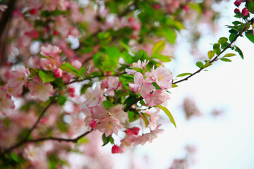 The blooming begonia flowers are in spring.