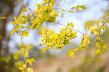 A branch of the elm tree. Dutch elm. Golden elm, in spring