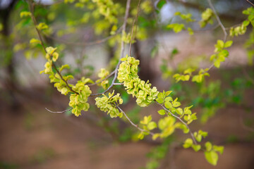 A branch of the elm tree. Dutch elm. Golden elm, in spring
