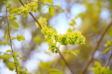 A branch of the elm tree. Dutch elm. Golden elm, in spring