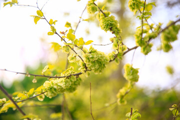 A branch of the elm tree. Dutch elm. Golden elm, in spring
