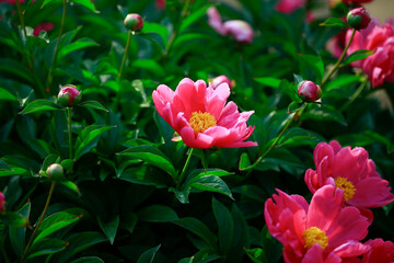 Pink blooming peony, outside shooting