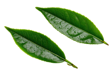 Two vibrant green leaves, slightly elongated oval shape, exhibit a glossy, wet texture, with visible veins.  A thin, bright yellow outline highlights the leaf edges