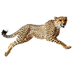 Cheetah in Action: A magnificent cheetah sprints across the open plain, showcasing its incredible speed and agility, a symbol of raw power and untamed freedom. 