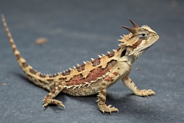 Naklejka premium bearded dragon lizard