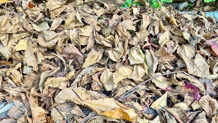 Dry autumn leaves covering forest ground in brown tones