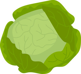 Fresh Cabbage Vegetable