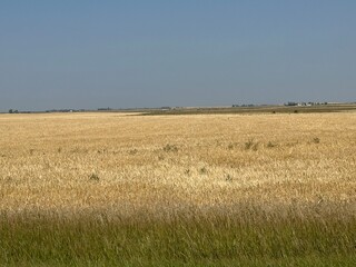 Rustic Alberta farm field in the early autumn season featuring cropped textures and moody light